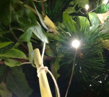 albero-desideri-2023-mario-alvarez-39