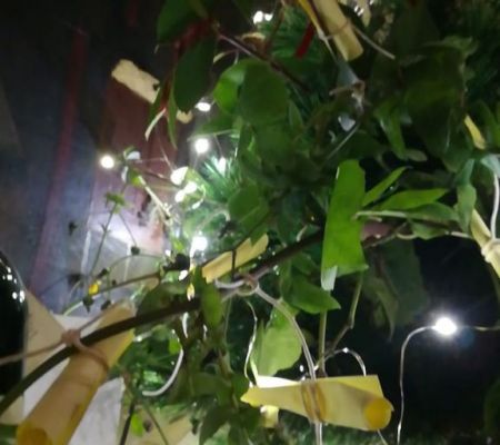 albero-desideri-2023-mario-alvarez-42