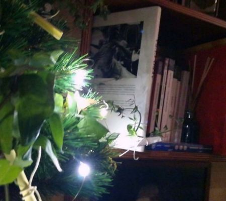 albero-desideri-2023-mario-alvarez-40