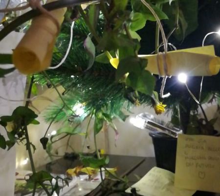 albero-desideri-2023-mario-alvarez-41